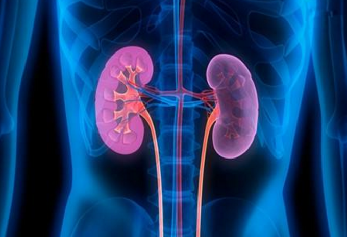 신장 건강에 좋은 식품, 수분·염분 균형을 고려한 음식